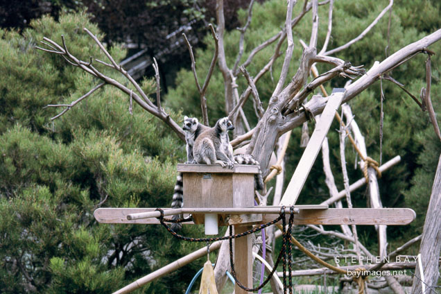 Ring tailed lemur. Lemur catta. San Francisco Zoo, California.