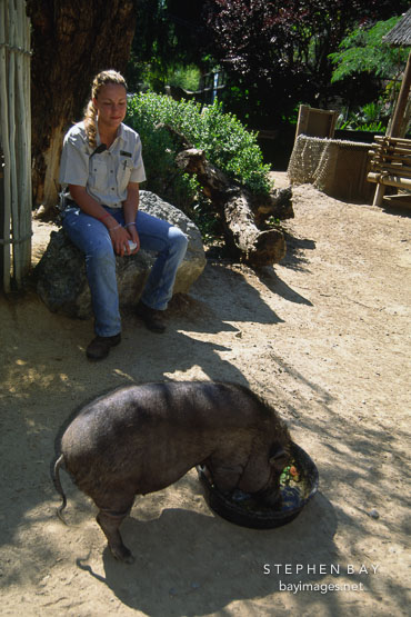 Feeding Vietnamese Pot-Bellied Pig (Sus scrofa domestica). Happy Hollow Zoo, San Jose, California, USA.