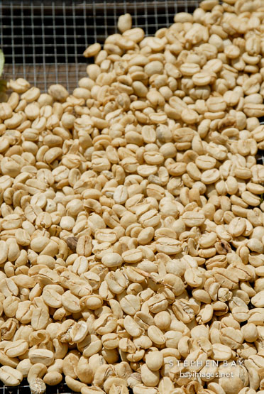 Milled coffee beans with the mucilage removed.