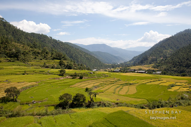 Rice paddies in the Punakha Valley, Bhutan.
