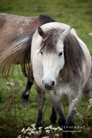 White horse. Phobjikha Valley, Bhutan.