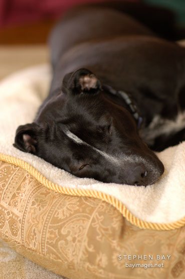 Chiqui sleeps on her bed. She is a mixed dog with Labrador retriever and American Pit Bull Terrier ancestry.