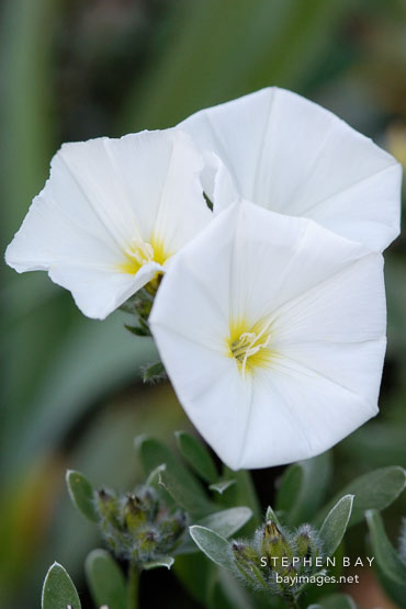 Convovulus cneorum. Bush Morning Glory.