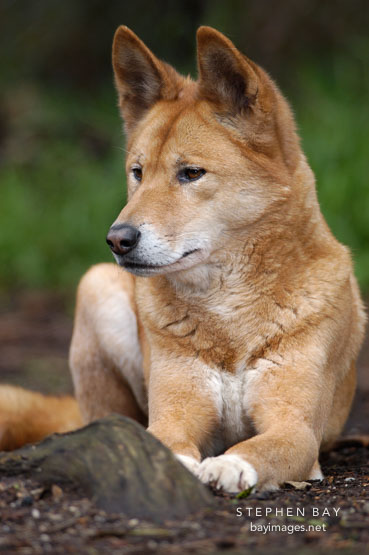 Dingo resting. Canis familiaris dingo. Australian wild dog.