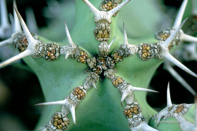 Euphorbia coerulescens.
