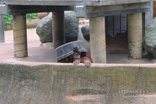 Orangutan. Pongo pygmaeus. San Francisco Zoo, California.