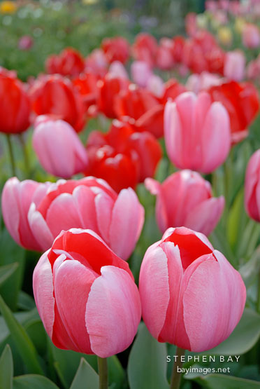 Tulip