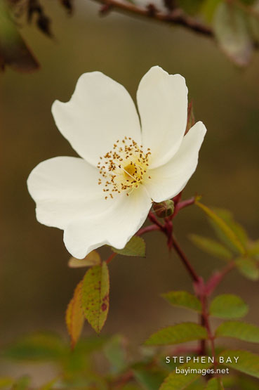 Rose, Fruhlingsanfang W. Kordes' Sohne. Hybrid spinosissima.