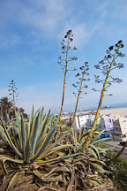 Agave. Palisades Park, Santa Monica, California, USA. - Photo #7000
