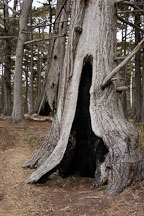 Monterey cypress grove. 17-Mile drive, California, USA. - Photo #4800