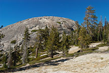 Pictures of Sentinel Dome and the Jeffrey Pine