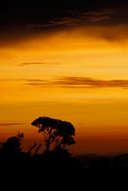 Tree at sunset. Monteverde, Costa Rica. - Photo #14200