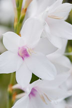 Watsonia pyramidata. - Photo #3300