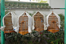 Owners take their birds out to the Mong Kok bird garden. Hong Kong. - Photo #15501