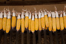 Ears of corn are hung from a pole by their husks to allow them to dry. - Photo #20401