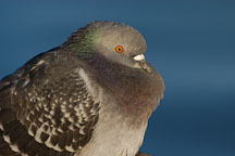 Rock Dove, Rock 'Pigeon'.  Columba livia. Palo Alto Baylands, California. - Photo #2301