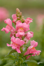 Snapdragon, 'Sonnet rose'. Antirrhinum majus. - Photo #11901