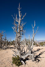 Weathered Bristlecone pine with new growth. Bryce Canyon NP, Utah. - Photo #19101