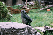 Western lowland gorilla. Gorilla gorilla gorilla. San Francisco Zoo, California. - Photo #201