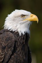 Bald eagle portrait, Haliaeetus leucocephalus. - Photo #2510