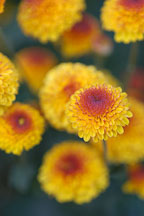 Kelvin Tattoo Yellow (pompon). Chrysanthemum (Dendranthema). - Photo #2110