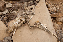 Pelican carcass at Weston Beach. Point Lobos, California. - Photo #27010
