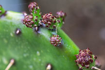Cactus. - Photo #1011