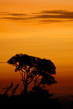 Silhouette of tree at sunset. Monteverde, Costa Rica. - Photo #14211