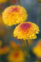 Kelvin Tattoo Yellow (pompon). Chrysanthemum (Dendranthema). - Photo #2111