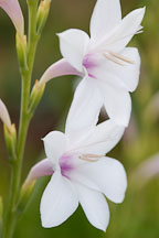 Watsonia pyramidata. - Photo #3311