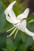 White lily flower. - Photo #4311