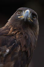 Golden eagle. Aquila chrysaetos. - Photo #2512