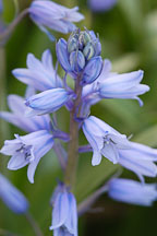 Pictures of Hyacinthoides, bluebells