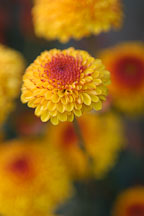 Kelvin Tattoo Yellow (pompon). Chrysanthemum (Dendranthema). - Photo #2112