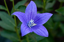 Platycodon grandiflorus. Baloon flower. - Photo #1912