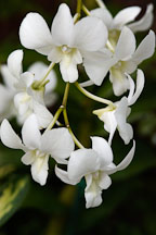 Orchid. Orchidaceae. - Photo #3512