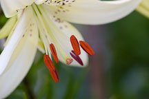 Stames of white lily. - Photo #4313