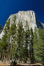 El Capitan. Yosemite National Park, California, USA. - Photo #4613