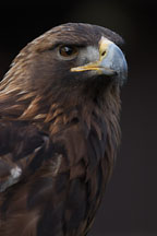 Golden eagle. Aquila chrysaetos. - Photo #2513