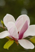 Magnolia x soulangiana. Saucer Magnolia. - Photo #11913