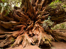 Roots of fallen redwood tree. Redwood NP, California. - Photo #28813