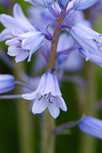 Hyacinthoides hispanica. Spanish bluebells. - Photo #3213