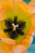 Tulip 'Daydream', Tulipa. - Photo #3013