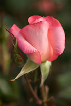 Hybrid tea rose, Gemini (K. Zary). - photos & pictures - ID #12529
