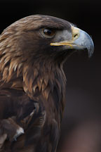 Golden eagle. Aquila chrysaetos. - Photo #2514