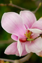 Magnolia x soulangiana. Saucer Magnolia. - Photo #11914