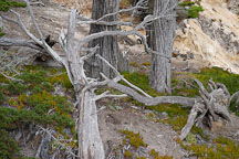 Monterey cypress, Cupressus macrocarpa. 17-Mile drive, California, USA. - Photo #4814