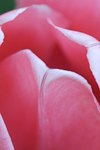 Tulip 'Menton', Tulipa. - Photo #2914