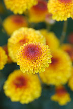 Kelvin Tattoo Yellow (pompon). Chrysanthemum (Dendranthema). - Photo #2115