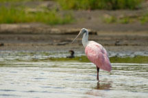 Roseate Spoonbill wading in the river. Ajaia ajaja. Cano Blanco, Limon, Costa Rica. - Photo #14115